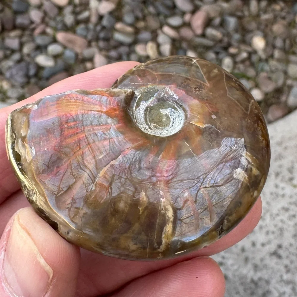 Ammonite Fossil with Iridescent Red Sheen (Madagascar)